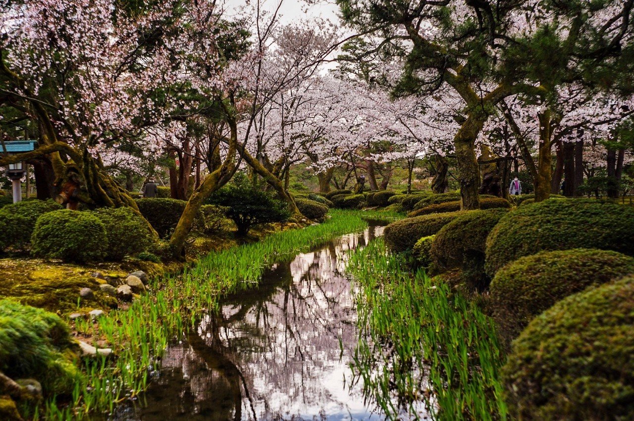 兼六園の桜