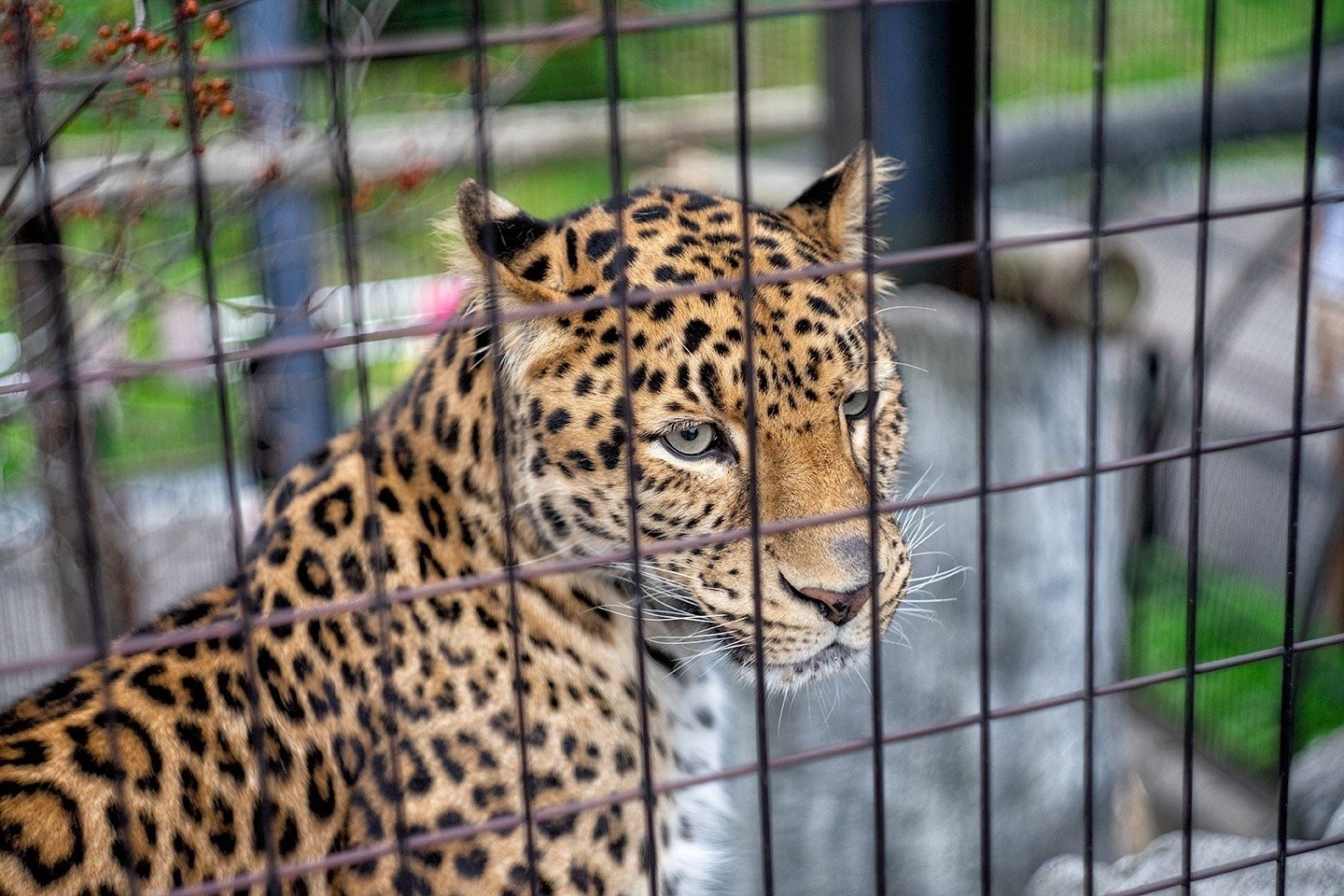 アムールトラ in 旭山動物園